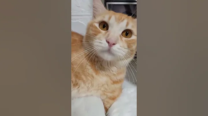 Watch the video about Cute Cats And Kittens in The World 😍🐱#cat #kitten #shorts #cute #beautiful #cats #pets#142