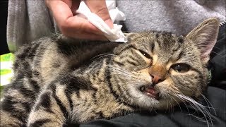 妹に嫌々ながらも耳掃除でキレイキレイされる子猫