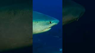 Big shark 🦈🦈 #ytshorts #orca