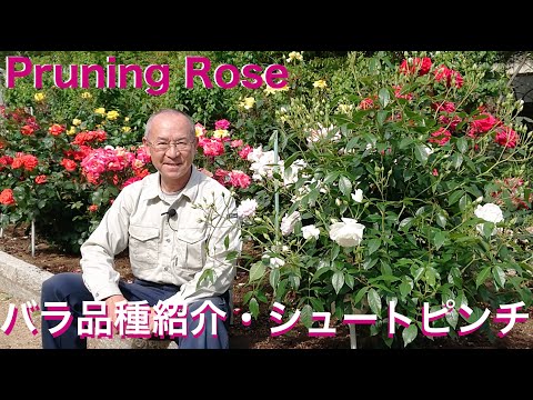 Video: Rose Gertrude Jekyll: descrizione, origine, coltivazione