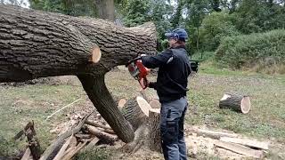 Baum Sägen Stihl Eine Eiche Sägen Die Erste