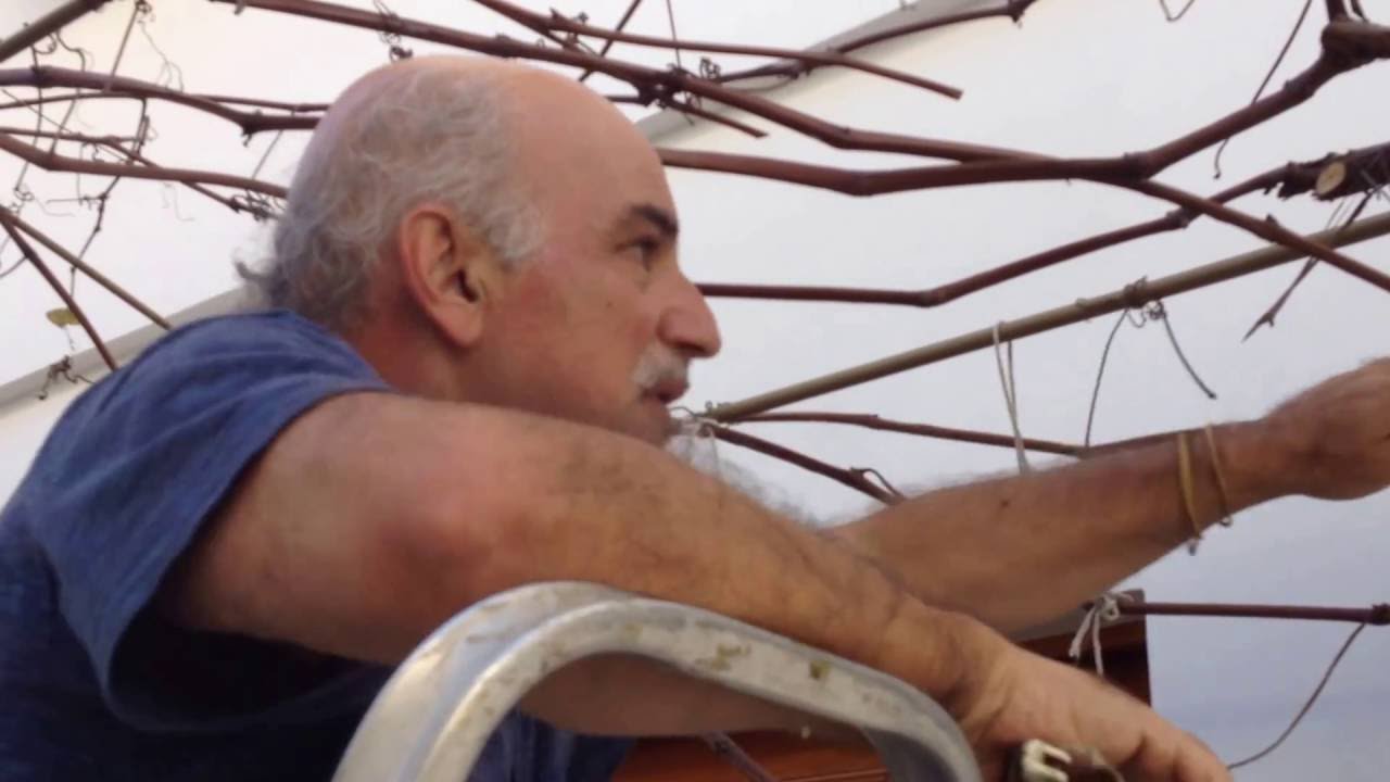 332 ) - PODA DA UVA NIAGARA ROSADA E BRANCA -  SP SP EM  AGOSTO DE 2015