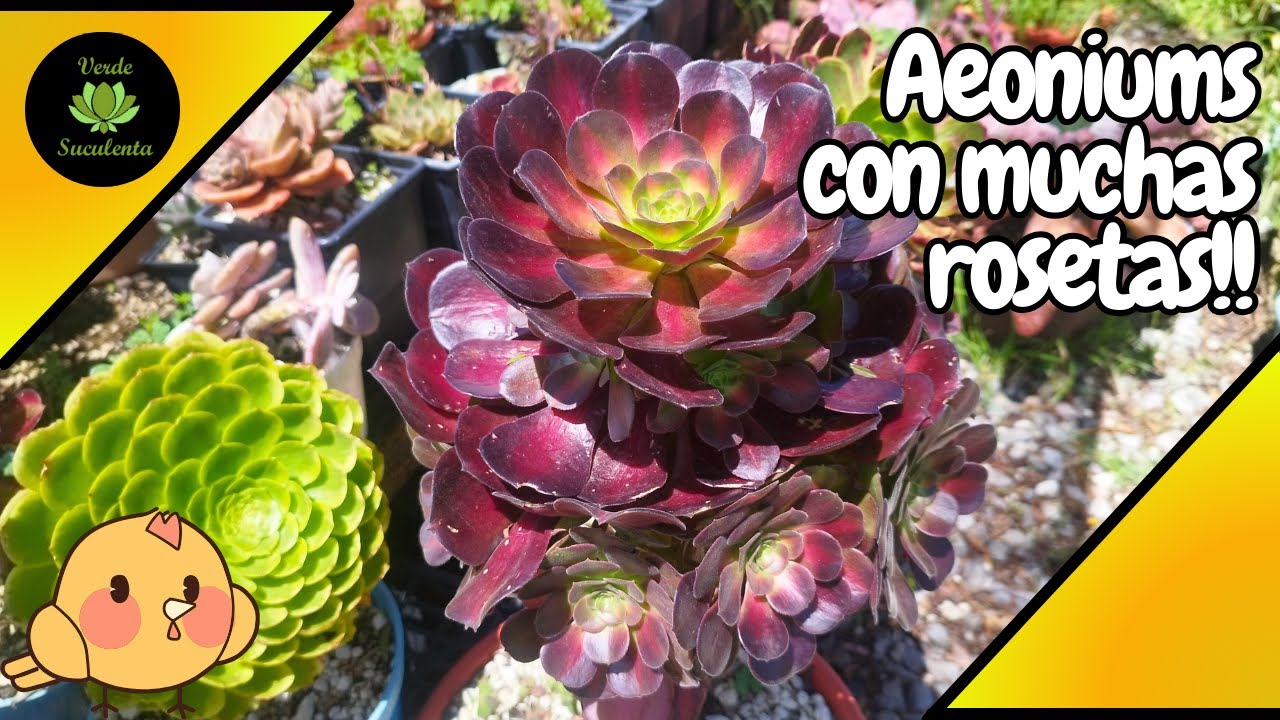 AEONIUMS: Cómo cuidarlos, propagarlos y hacerlos crecer mucho!!🌱🌱