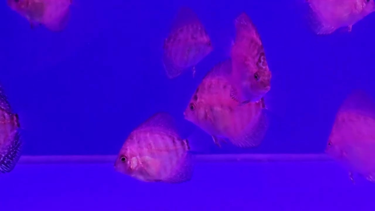 7 weeks old Discus Fry