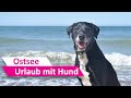 Urlaub mit Hund 🐶 Hundestrand Nienhagen an der Ostsee ♥