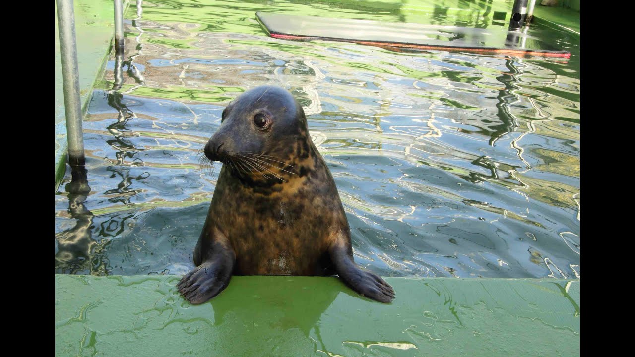 dorsett hotel Skipjack - the Abbotsbury seal pup