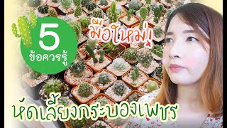 รู้แล้วรอด!! 5 เรื่องน่ารู้ มือใหม่หัดเลี้ยงกระบองเพชร l Baifern150CM