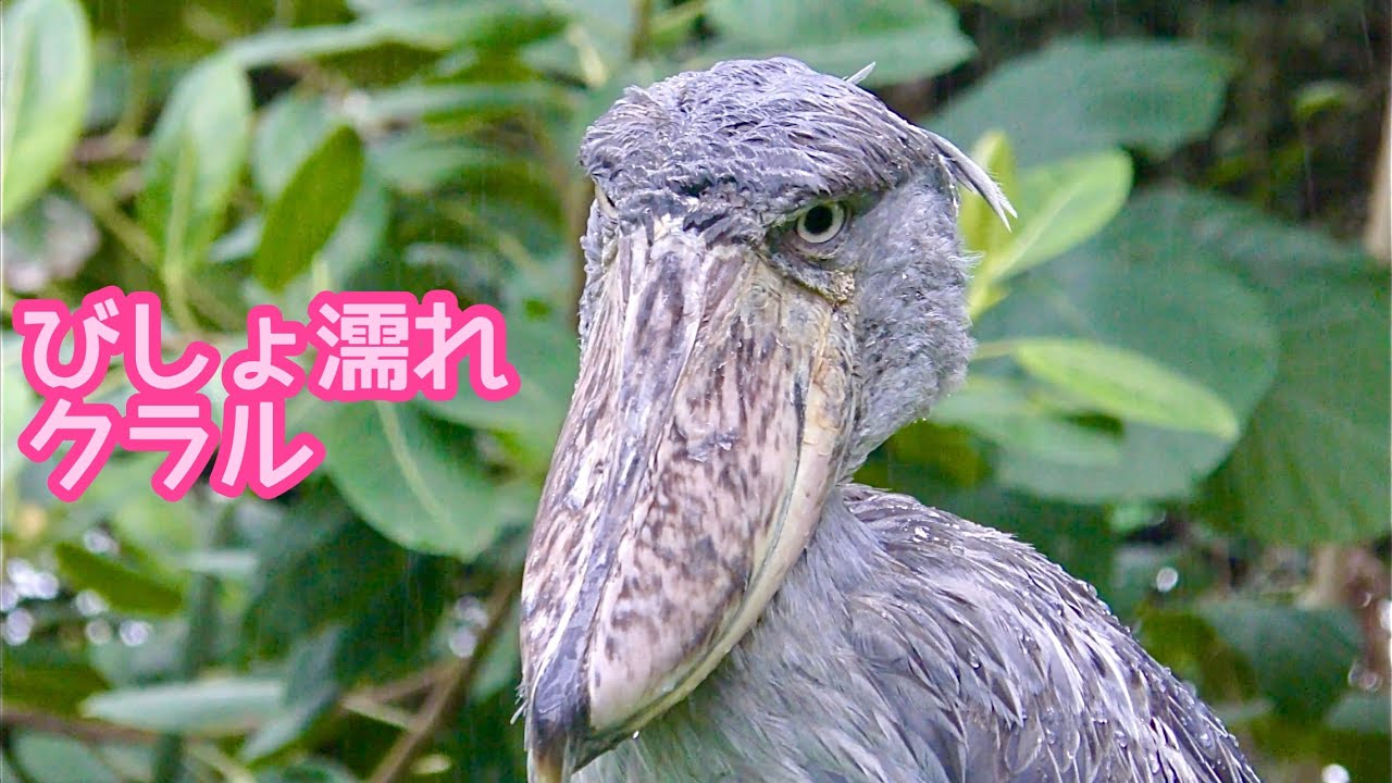 ハシビロコウ  ハシビロコウ クラルちゃん 全身びしょ濡れです【神戸どうぶつ王国