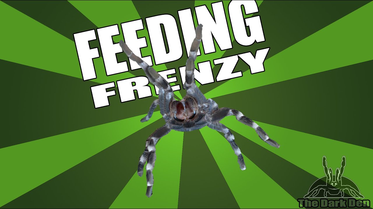 sheet bend TARANTULA FEEDING FRENZY! Acanthoscurria geniculata
