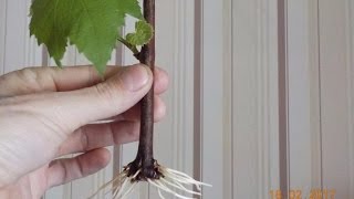 Размножение винограда черенками. Размножение винограда черенками.