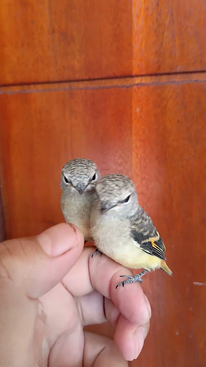 Suara Anakan Burung Mantenan  Kecil