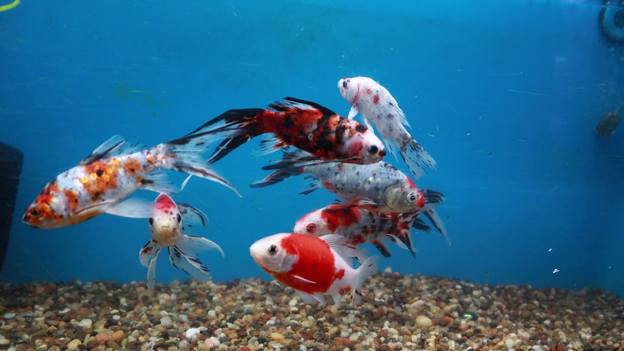 Local Fish Store Tour: Tropical Imports - YouTube