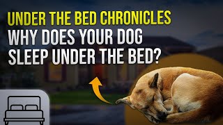 Under the Bed Chronicles: Why Does Your Dog Sleep Under the Bed? 🛏️🐾 by PawsPalace 5 views 3 weeks ago 1 minute, 38 seconds