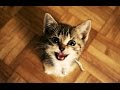 Chats et chatons drles miauler compilation 2015 nouvelle