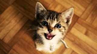 Chats Et Chatons Droles Miauler Compilation 15 Nouvelle Hd Youtube Chats Et Chatons Droles Miauler Compilation 15 Nouvelle Hd Youtube