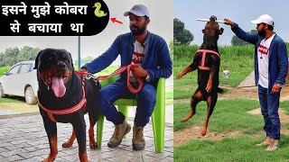 Jacky - The Rottweiler | Jacky Ne Mujhe Cobra Se Bachaya Tha | Rottweiler Saves Owner From Snake