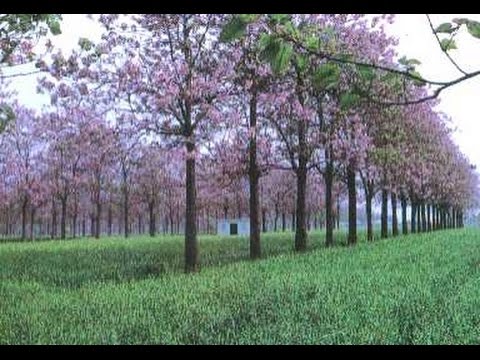اول مشتل لشجرة الباولونيا في الاردن ـــ Paulownia In Jordan Youtube