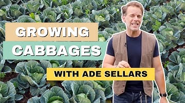 Ade Sellars On How To Grow Cabbages