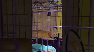 Stay in Animal Hospital for chateter insertion