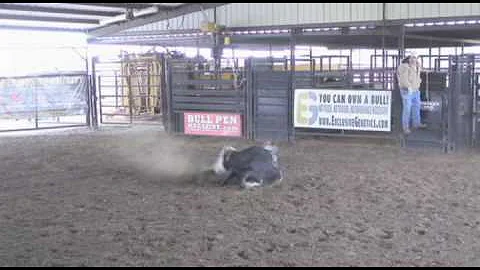 2010 FUTURITY BULL 645-8 SWAGGER OWNED BY CARL LAM...