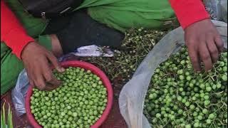 Pea Eggplant (Solanum torvum)