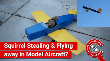 FACT CHECK: Viral Video Shows Squirrel Stealing & Flying away in Model Aircraft?