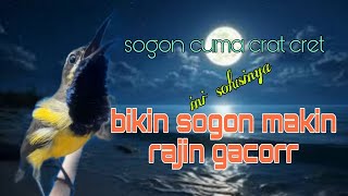 Download lagu Ini solusinya sogon cuma crat cret langsung bikin gacor 🔥🔥