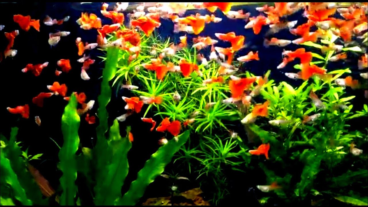 CRIAÇÃO  DE  GUPPYS