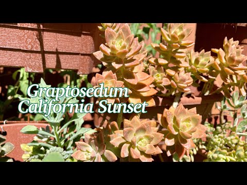 Video: Graptosedum «California Sunset» – Ինչ է Կալիֆորնիայի մայրամուտի բույսը