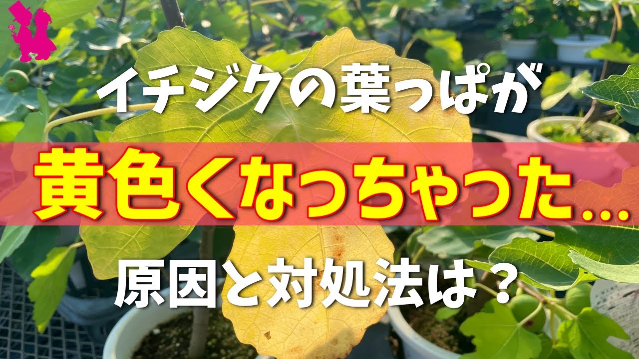 10月管理 イチジクの葉が黄色くなってしまう原因と対処法を園芸農家が教えます Youtube