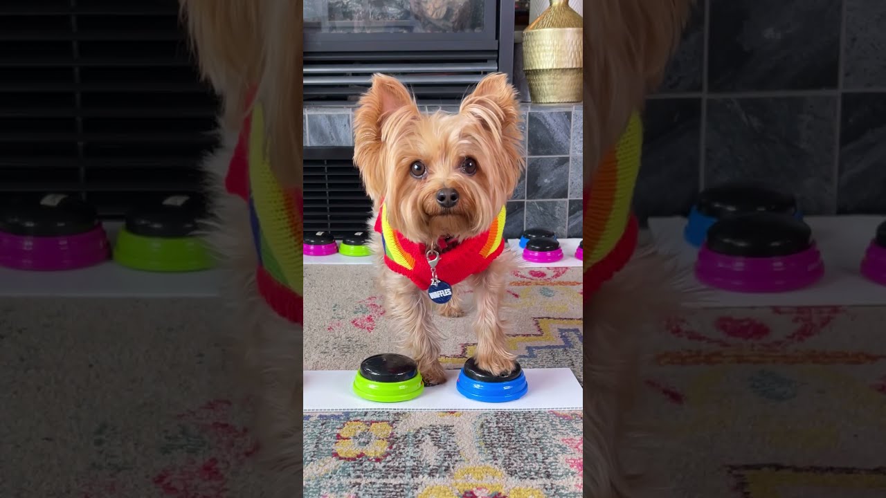 How To Stop Your Dog From Swearing