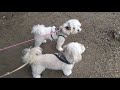 2匹のマルチーズがしっぽ振りながら吠えてみた
