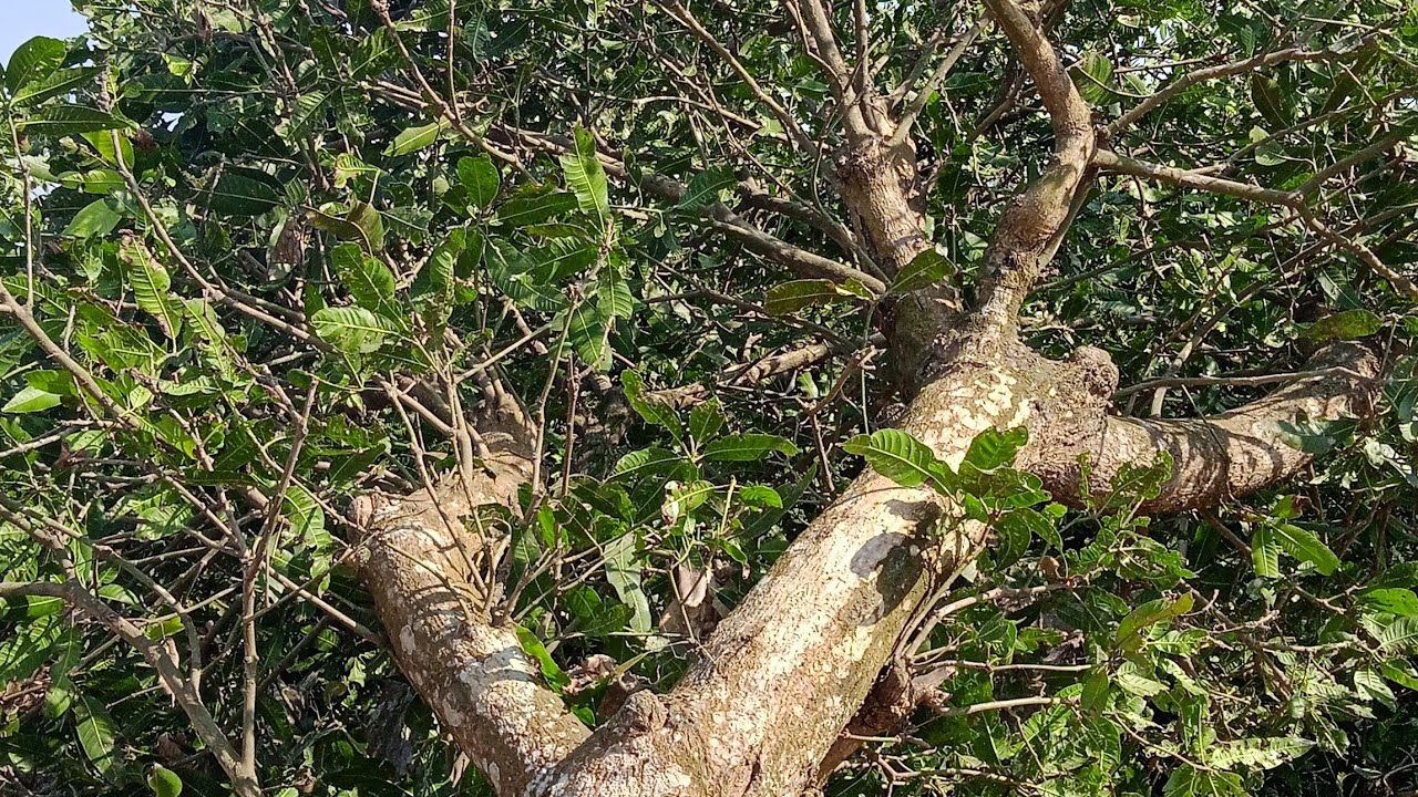 Big Tree falling down