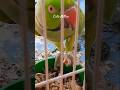 Talking parrot 🦜 ringneck parrot indian parrot #parrot #cutemithucutemithu