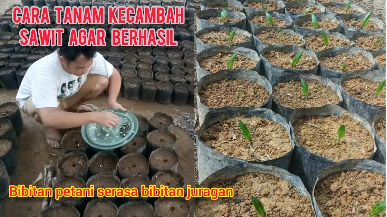 Cara Menanam Kecambah Sawit Unggul,, Agar Berhasil YouTube