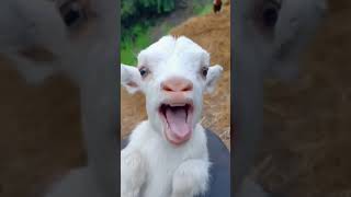 comedy whatsappstatus video viral shorts goat 