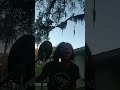 This Black Girl Throws Tantrum infront of Cops BECAUSE...