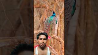 Hum Chale Jungle Safari Pe 🤩 | Funny Family Trip &amp; Adventure Vlog 🦁 #shorts #ytshorts #priyalkukreja