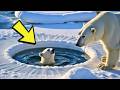 Polar Bear Couldn't Save Her Cub — You Won’t Believe Who Came to the Rescue! thumbnail