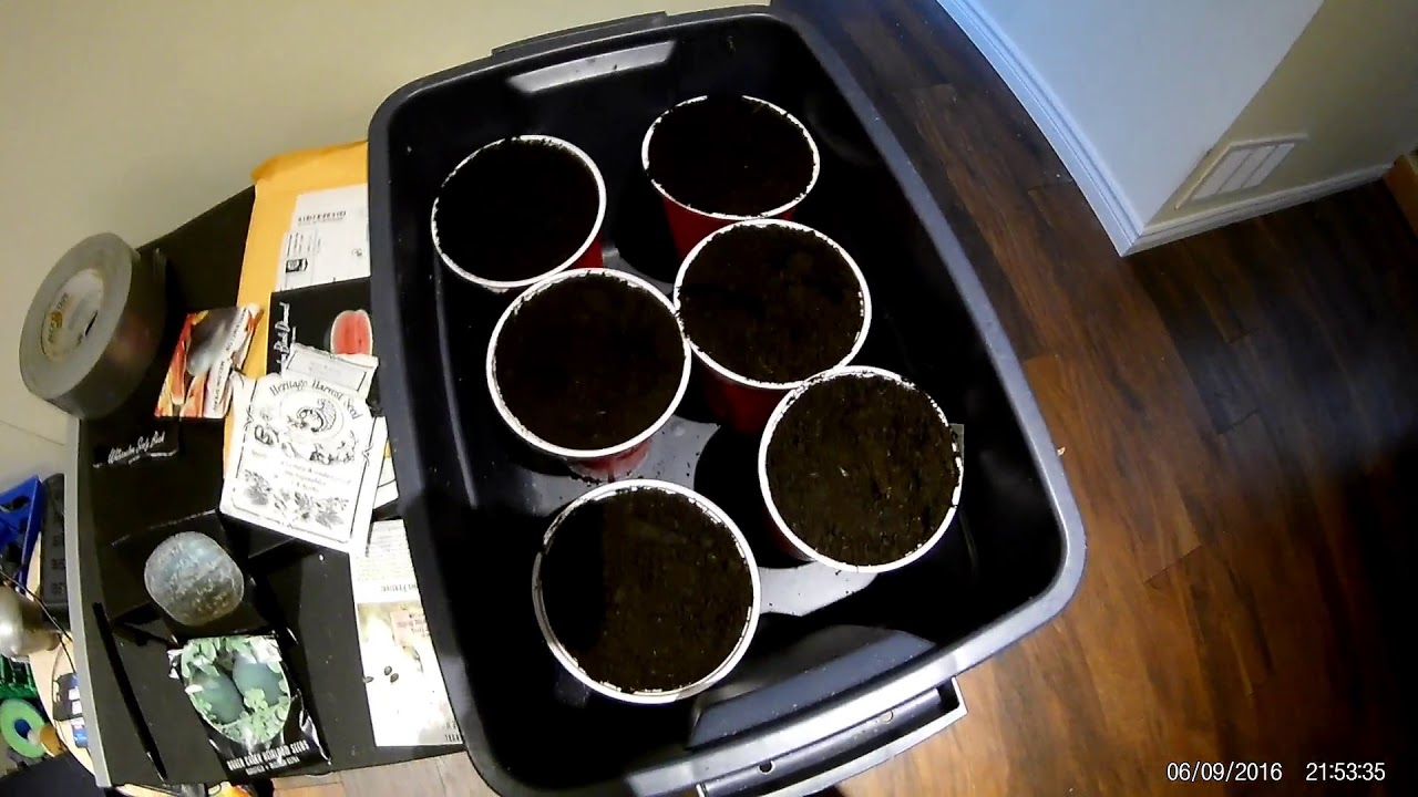 strawberries stardew Watermelon Starts for 2018 (Canada)