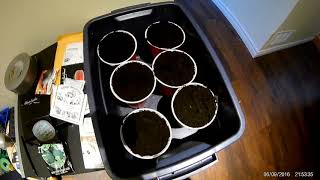 Watermelon Starts for 2018 (Canada)