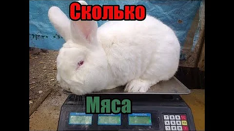 Выход мяса у кролика!! Выгодно ли держать кроликов! НЗБ выход мяса в 100 дневном возрасте!!