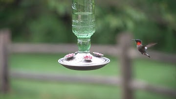 Ruby Throated Hummingbird in Slow Motion