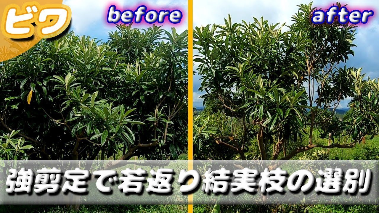 大木ビワの強剪定と結果枝の吟味 無農薬 有機栽培 Youtube