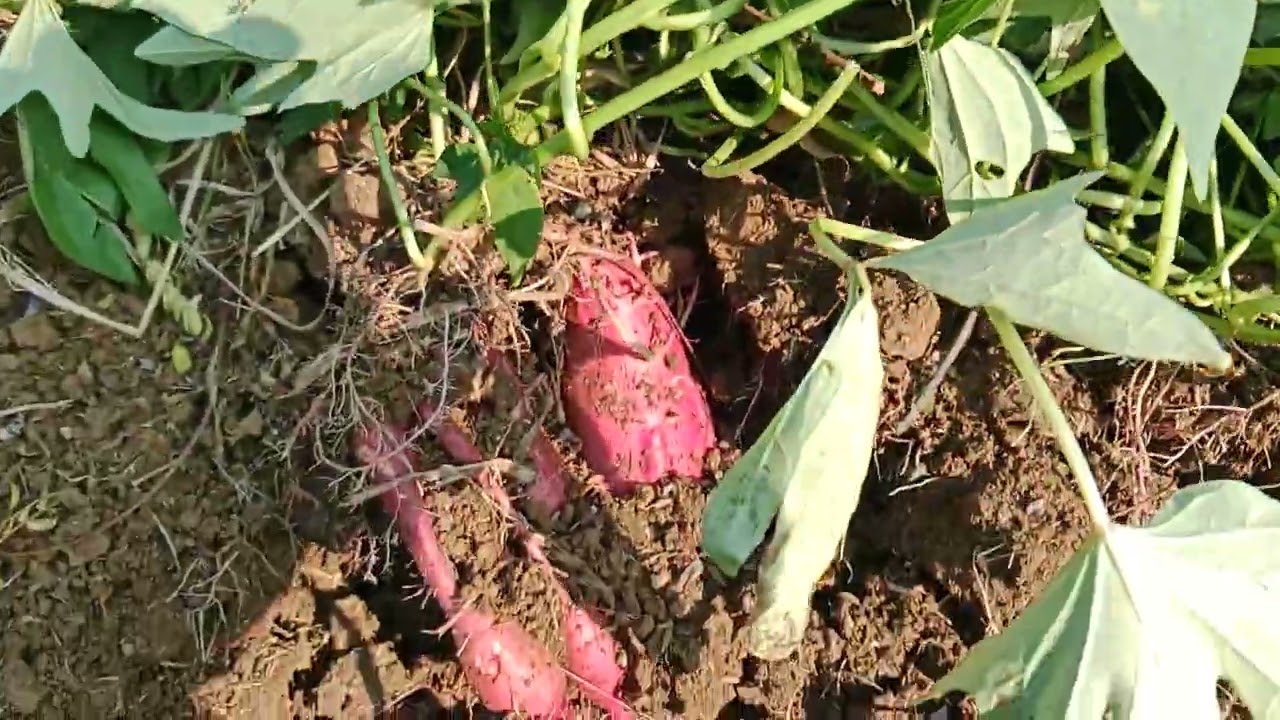 RAJA MADU RAJANYA UBI JALAR