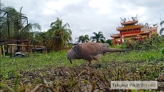 Tekukur Pikat super RAJIN pujuk TERBARU ! Aksi Terkukur / Dekukur main menarik WOW!!