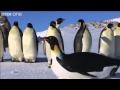 Emperor penguins first encounter with penguincam  penguins spy in the huddle  bbc one