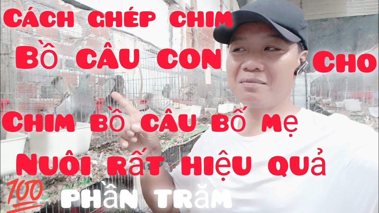 Cách ghép chim bồ câu con cho chim bồ câu bố mẹ nuôi rất hiệu quả, 💯 phần trăm 