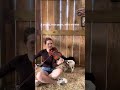 Annnnnd it was the best day of my life #explorepage #fiddlemusic #babyanimals #animals #shorts