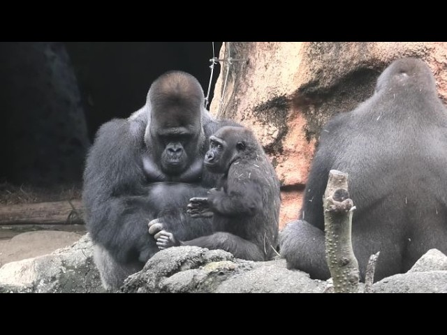 My family! by little Sumomo 私の家族！ちっちゃいスモモ Gorilla